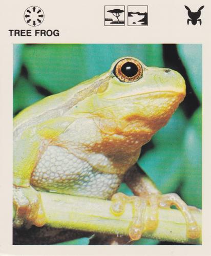 1975-80 Leisure Books Wildlife Treasury #6128-23 Tree Frog Front