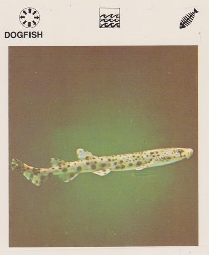 1975-80 Leisure Books Wildlife Treasury #6129-01 Dogfish Front