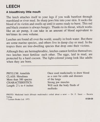1975-80 Leisure Books Wildlife Treasury #6129-09 Leech Back