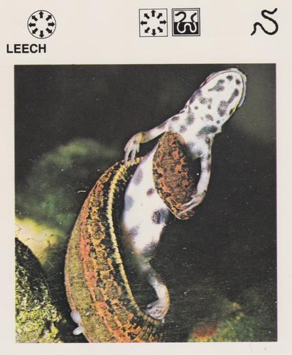 1975-80 Leisure Books Wildlife Treasury #6129-09 Leech Front