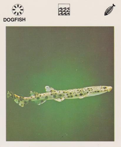 1975-80 Leisure Books Wildlife Treasury #6129-14 Dogfish Front