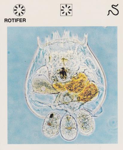 1975-80 Leisure Books Wildlife Treasury #6129-17 Rotifer Front