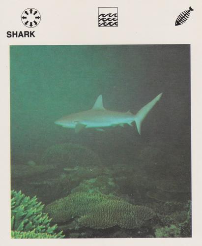 1975-80 Leisure Books Wildlife Treasury #6129-19 Shark Front