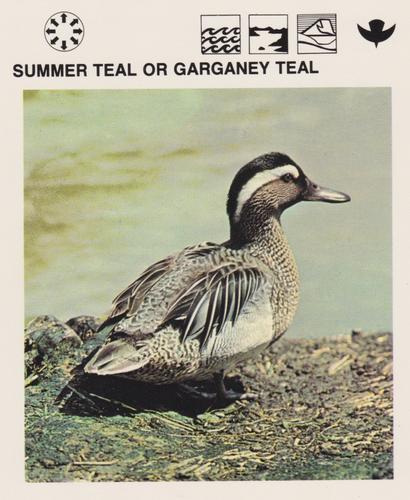 1975-80 Leisure Books Wildlife Treasury #6129-22 Summer Teal or Garganey Teal Front