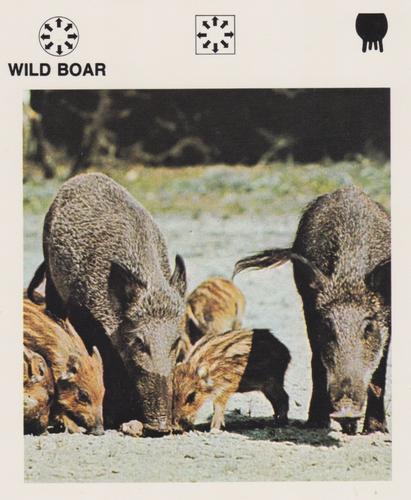 1975-80 Leisure Books Wildlife Treasury #6129-24 Wild Boar Front