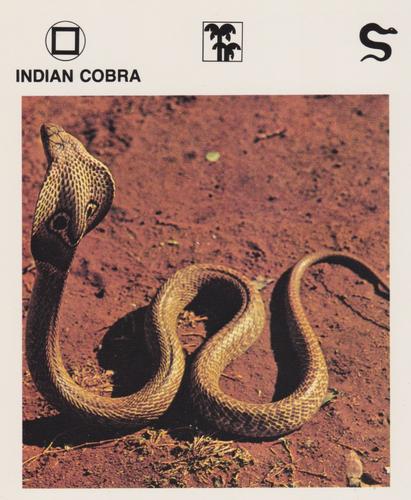 1975-80 Leisure Books Wildlife Treasury #6130-06 Indian Cobra Front
