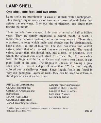 1975-80 Leisure Books Wildlife Treasury #6130-08 Lamp Shell Back