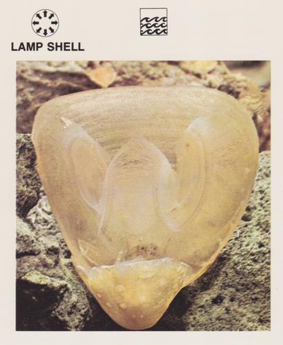 1975-80 Leisure Books Wildlife Treasury #6130-08 Lamp Shell Front