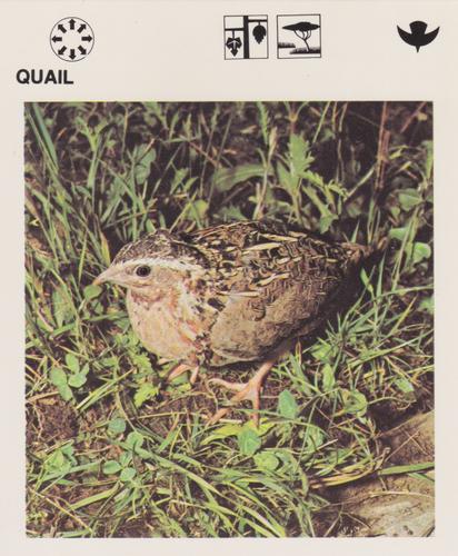 1975-80 Leisure Books Wildlife Treasury #6130-09 Quail Front