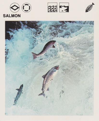 1975-80 Leisure Books Wildlife Treasury #6130-11 Salmon Front