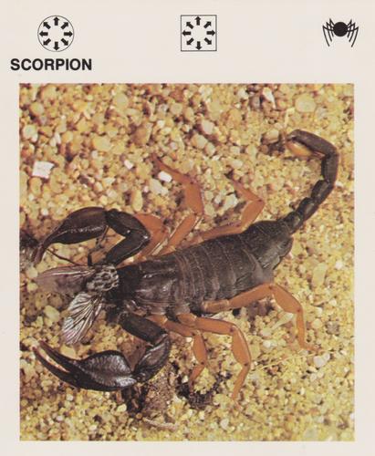 1975-80 Leisure Books Wildlife Treasury #6130-15 Scorpion Front