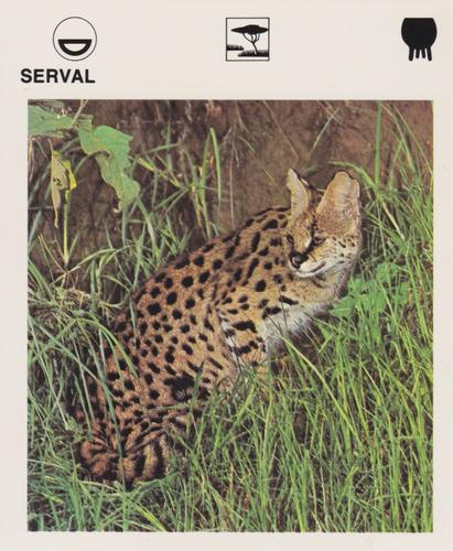 1975-80 Leisure Books Wildlife Treasury #6130-19 Serval Front