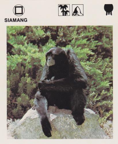 1975-80 Leisure Books Wildlife Treasury #6130-20 Siamang Front