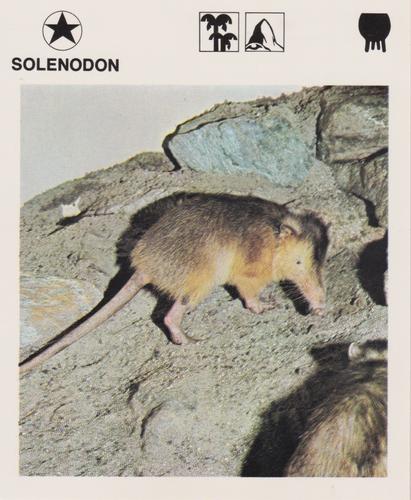 1975-80 Leisure Books Wildlife Treasury #6130-23 Solenodon Front