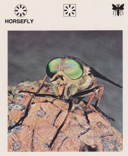 1975-80 Leisure Books Wildlife Treasury #6132-04 Horsefly Front