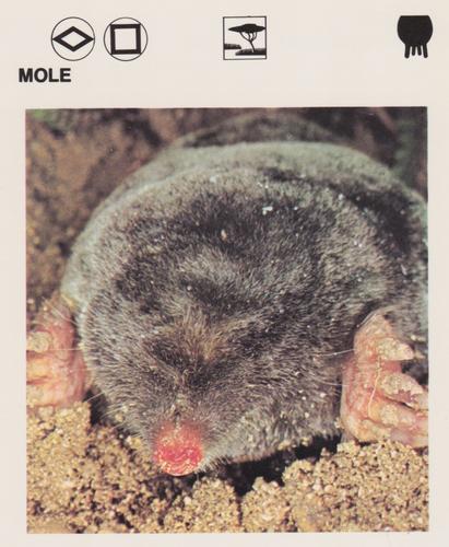 1975-80 Leisure Books Wildlife Treasury #6132-06 Mole Front