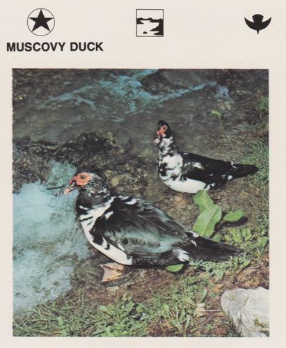 1975-80 Leisure Books Wildlife Treasury #6132-07 Muscovy Duck Front