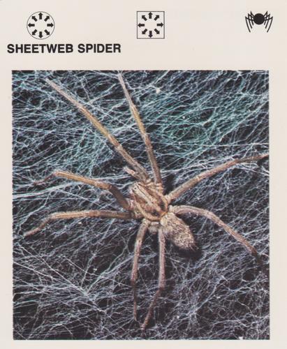 1975-80 Leisure Books Wildlife Treasury #6132-09 Sheetweb Spider Front