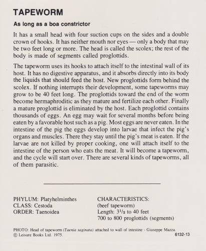 1975-80 Leisure Books Wildlife Treasury #6132-13 Tapeworm Back