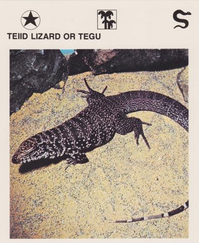 1975-80 Leisure Books Wildlife Treasury #6132-16 Teiid Lizard or Tegu Front