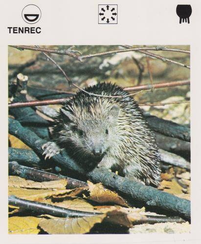 1975-80 Leisure Books Wildlife Treasury #6132-18 Tenrec Front