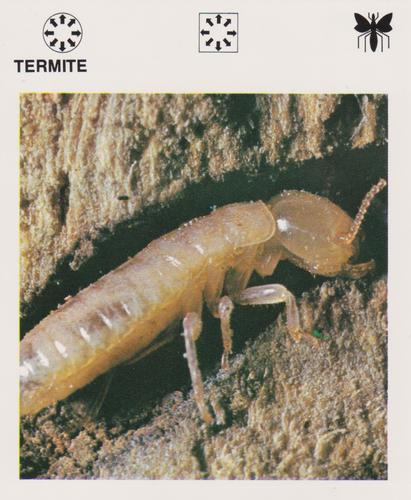 1975-80 Leisure Books Wildlife Treasury #6132-19 Termite Front