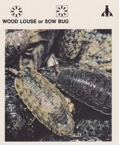 1975-80 Leisure Books Wildlife Treasury #6132-24 Wood Louse or Sow Bug Front