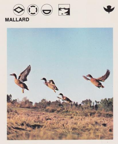 1975-80 Leisure Books Wildlife Treasury #6133-05 Mallard Front