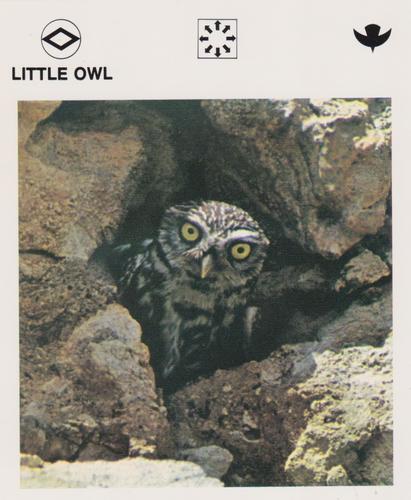 1975-80 Leisure Books Wildlife Treasury #6134-05 Little Owl Front