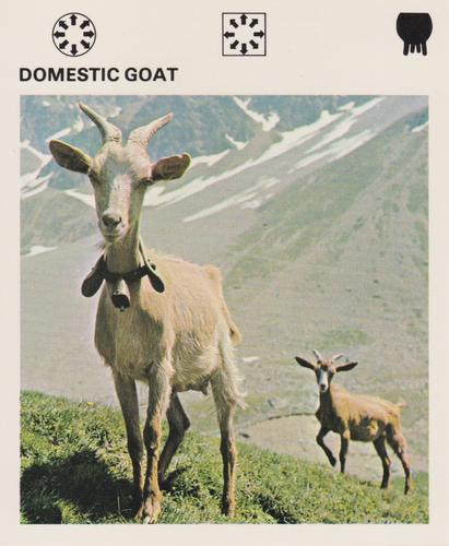 1975-80 Leisure Books Wildlife Treasury #6137-03 Domestic Goat Front