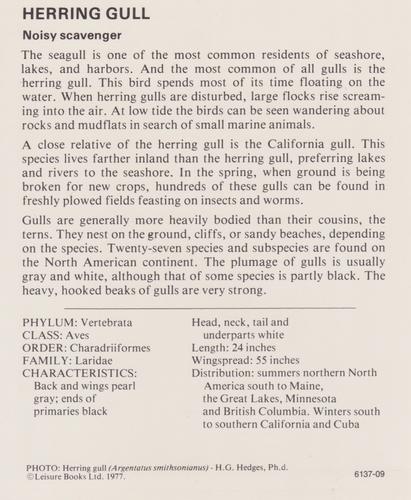 1975-80 Leisure Books Wildlife Treasury #6137-09 Herring Gull Back