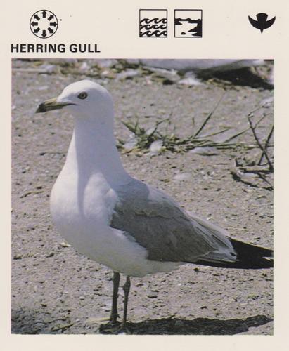 1975-80 Leisure Books Wildlife Treasury #6137-09 Herring Gull Front