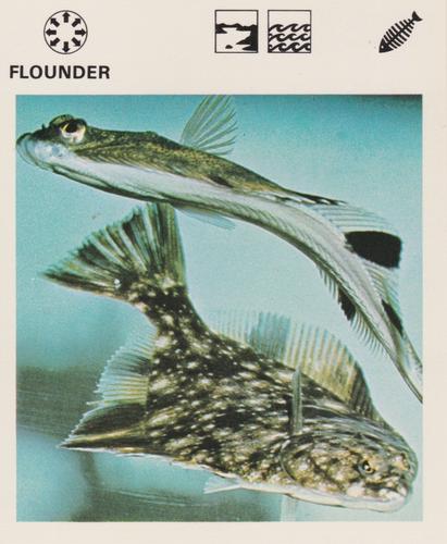 1975-80 Leisure Books Wildlife Treasury #6138-09 Flounder Front