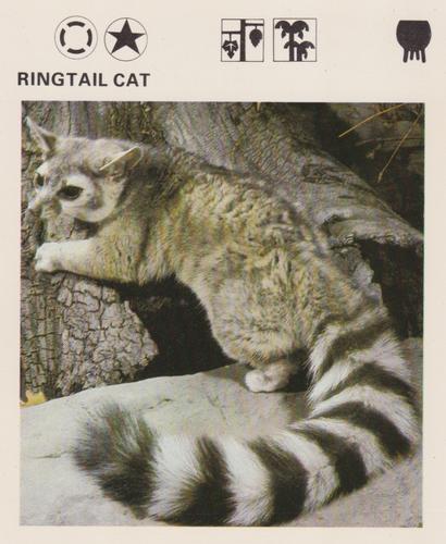 1975-80 Leisure Books Wildlife Treasury #6174-01 Ringtail Cat Front