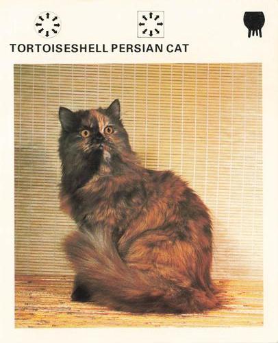 1975-80 Leisure Books Wildlife Treasury #6174-02 Tortoiseshell Persian cat Front