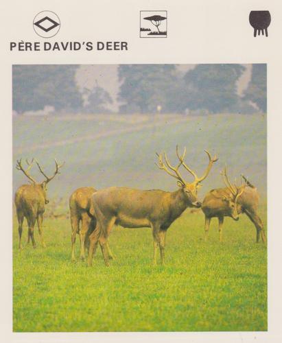 1975-80 Leisure Books Wildlife Treasury #6174-10 Pere David's Deer Front