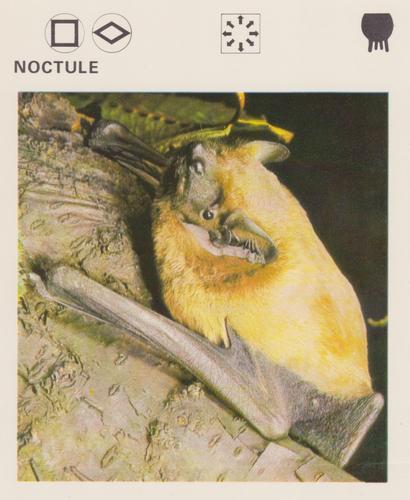1975-80 Leisure Books Wildlife Treasury #6174-16 Noctule Front