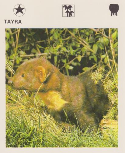 1975-80 Leisure Books Wildlife Treasury #6174-17 Tayra Front