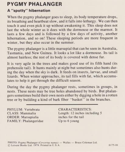 1975-80 Leisure Books Wildlife Treasury #6175-08 Pygmy Phalanger Back