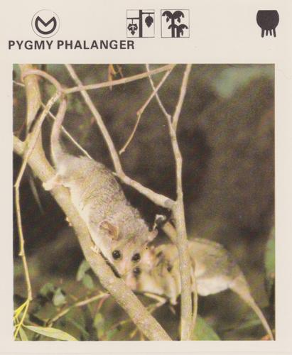 1975-80 Leisure Books Wildlife Treasury #6175-08 Pygmy Phalanger Front