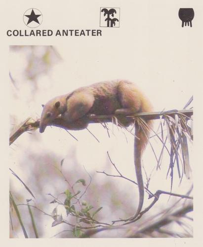 1975-80 Leisure Books Wildlife Treasury #6175-09 Collared Anteater Front