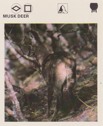 1975-80 Leisure Books Wildlife Treasury #6175-12 Musk Deer Front