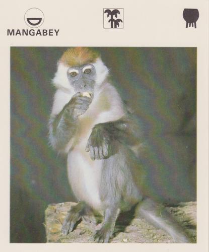 1975-80 Leisure Books Wildlife Treasury #6175-18 Mangabey Front