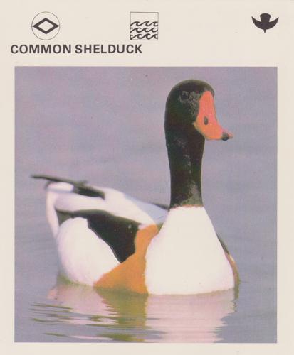 1975-80 Leisure Books Wildlife Treasury #6175-23 Common Shelduck Front