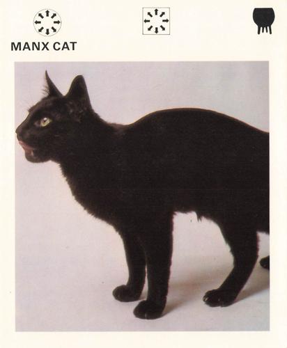 1975-80 Leisure Books Wildlife Treasury #6176-03 Manx Cat Front