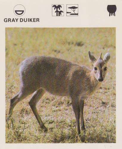 1975-80 Leisure Books Wildlife Treasury #6176-09 Gray Duiker Front