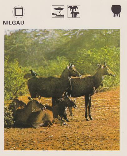 1975-80 Leisure Books Wildlife Treasury #6176-15 Nilgau Front
