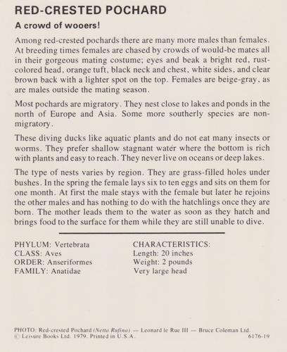 1975-80 Leisure Books Wildlife Treasury #6176-19 Red-Crested Pochard Back