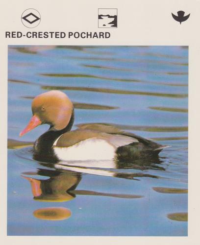 1975-80 Leisure Books Wildlife Treasury #6176-19 Red-Crested Pochard Front