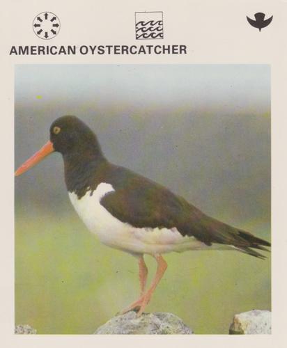 1975-80 Leisure Books Wildlife Treasury #6176-20 American Oystercatcher Front